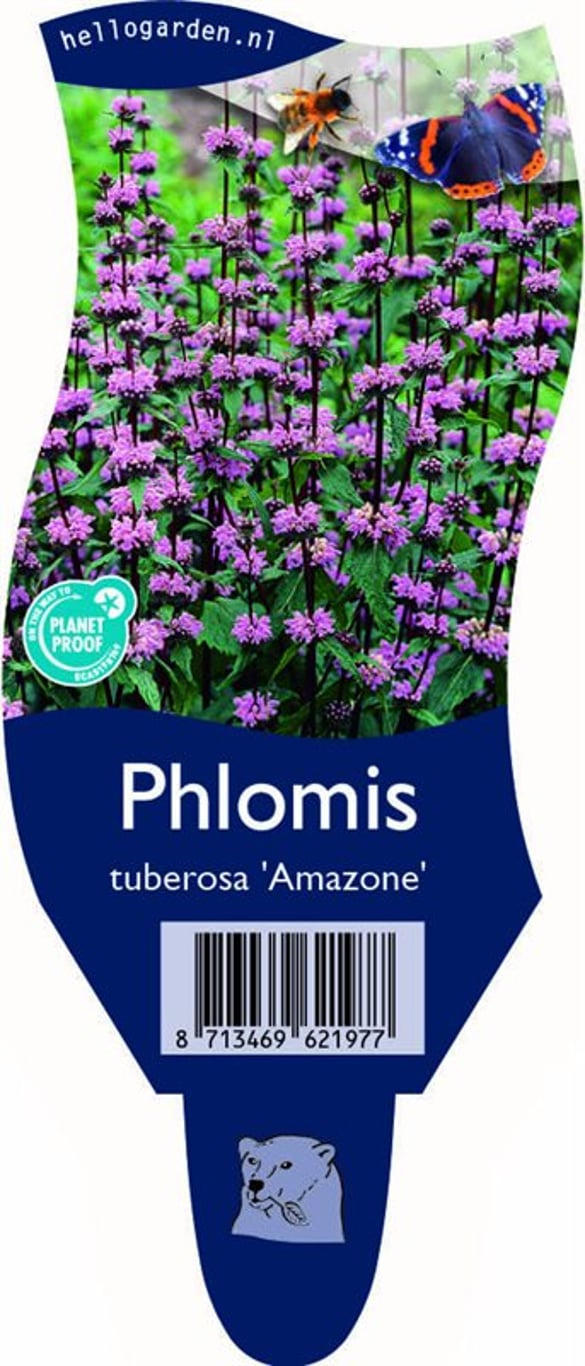 Phlomis tuberosa 'Amazone' - P11